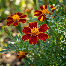 Mr. Majestic Marigold Seeds – Decorative Garden Blooms