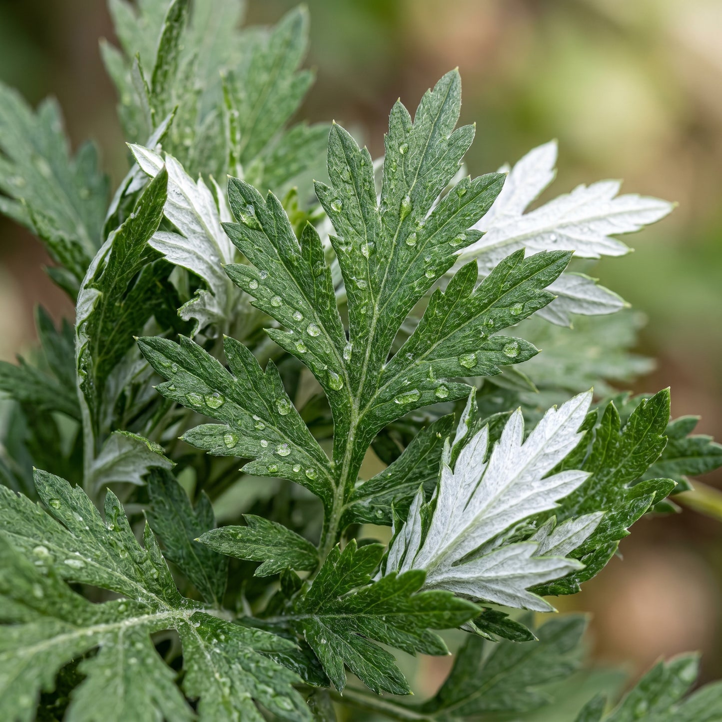 Mugwort Herb Seeds for Gardens