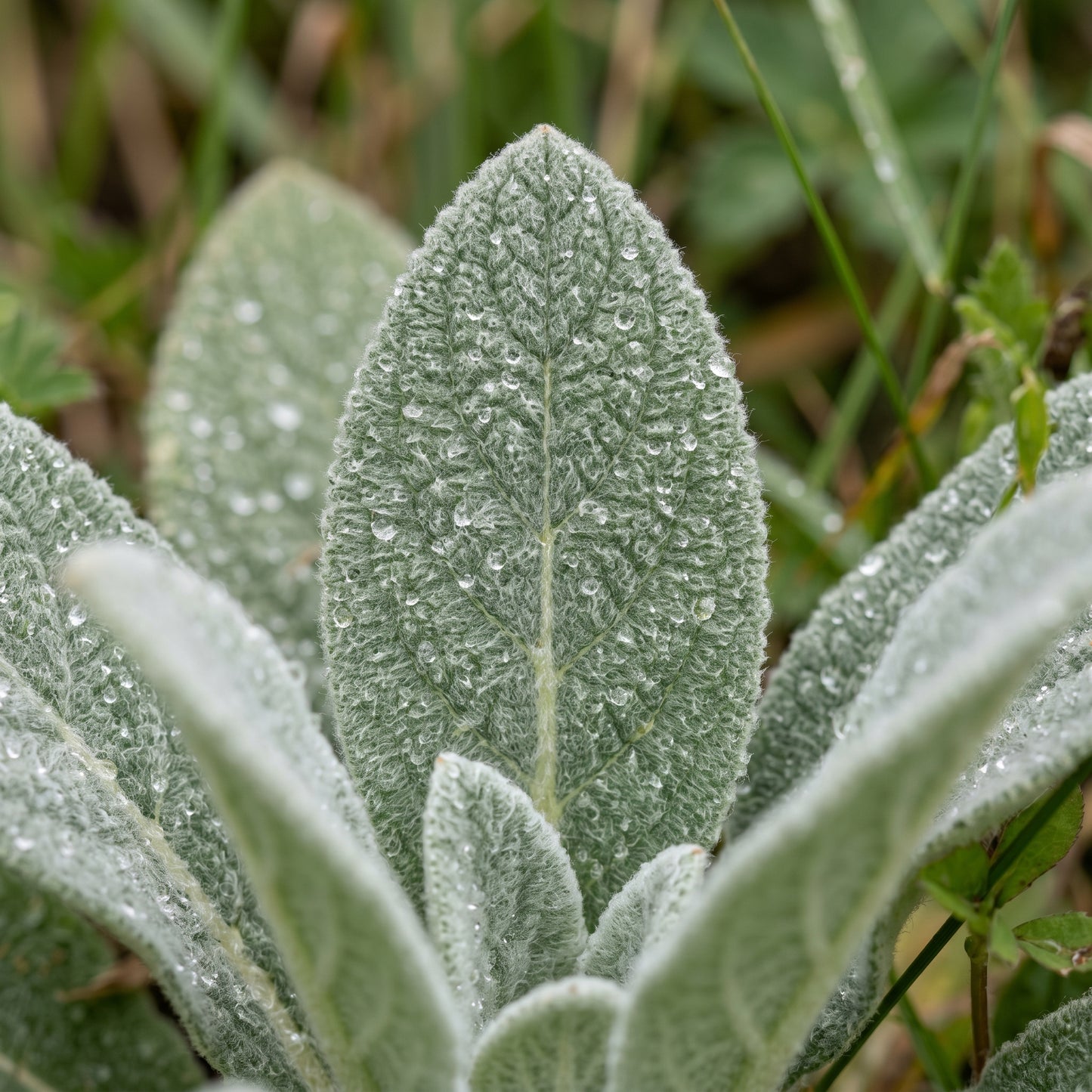 Mullein Seeds – Verbascum Thapsus Herb Plant