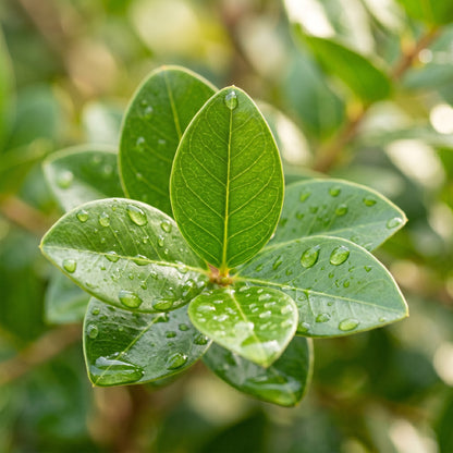 Myrtle Seeds – Lagerstroemia Indica Flowering Shrub