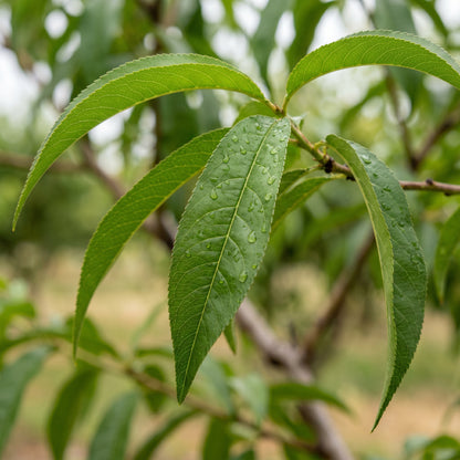 Nectarine Tree Seeds (Prunus persica var. nucipersica) – Hardy Nectarine Fruit Seeds