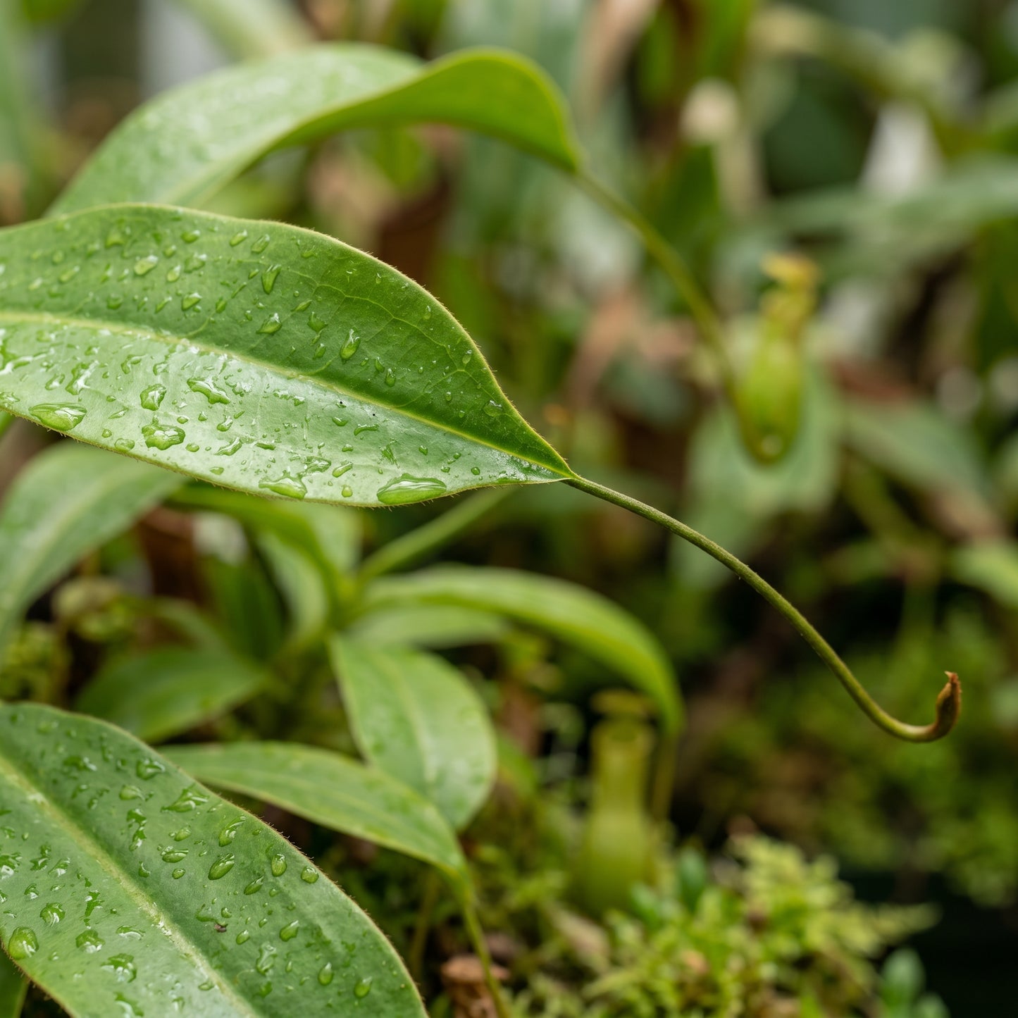 Nepenthes Pitcher Plant Seeds