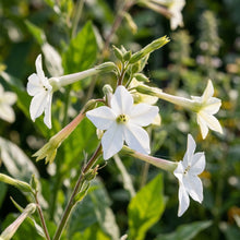 Nicotiana Starlight Dancer Seeds – Elegant White Blooms