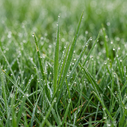 Northern Zone Lawn Grass Seeds – Turf Grass Blend