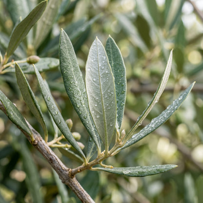 Olive Tree Seeds – Olea Europaea Garden Tree