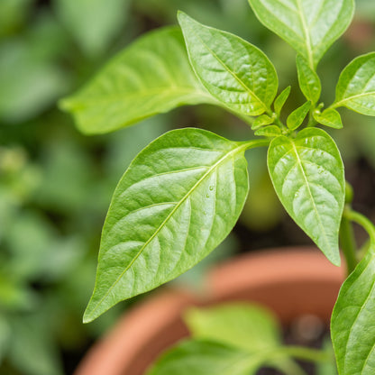 Orange Pepperoncini Hot Pepper Seeds for Planting