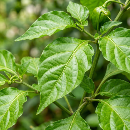 Pepper Habanero Orange Seeds – Pepper Seeds for Home Garden
