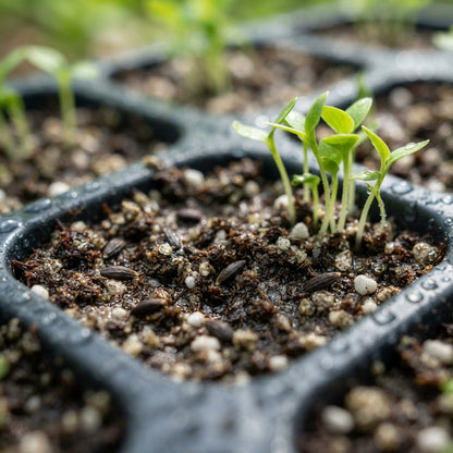 Orange Hosta Seeds for Planting