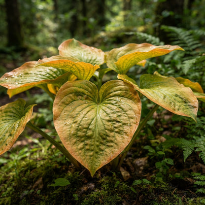 Orange Hosta Seeds for Planting