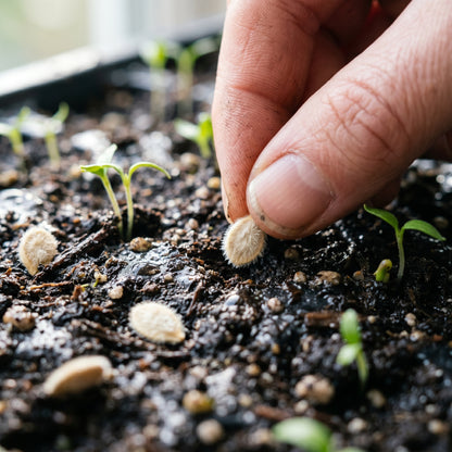 Tomato Orangeto Seeds for Planting