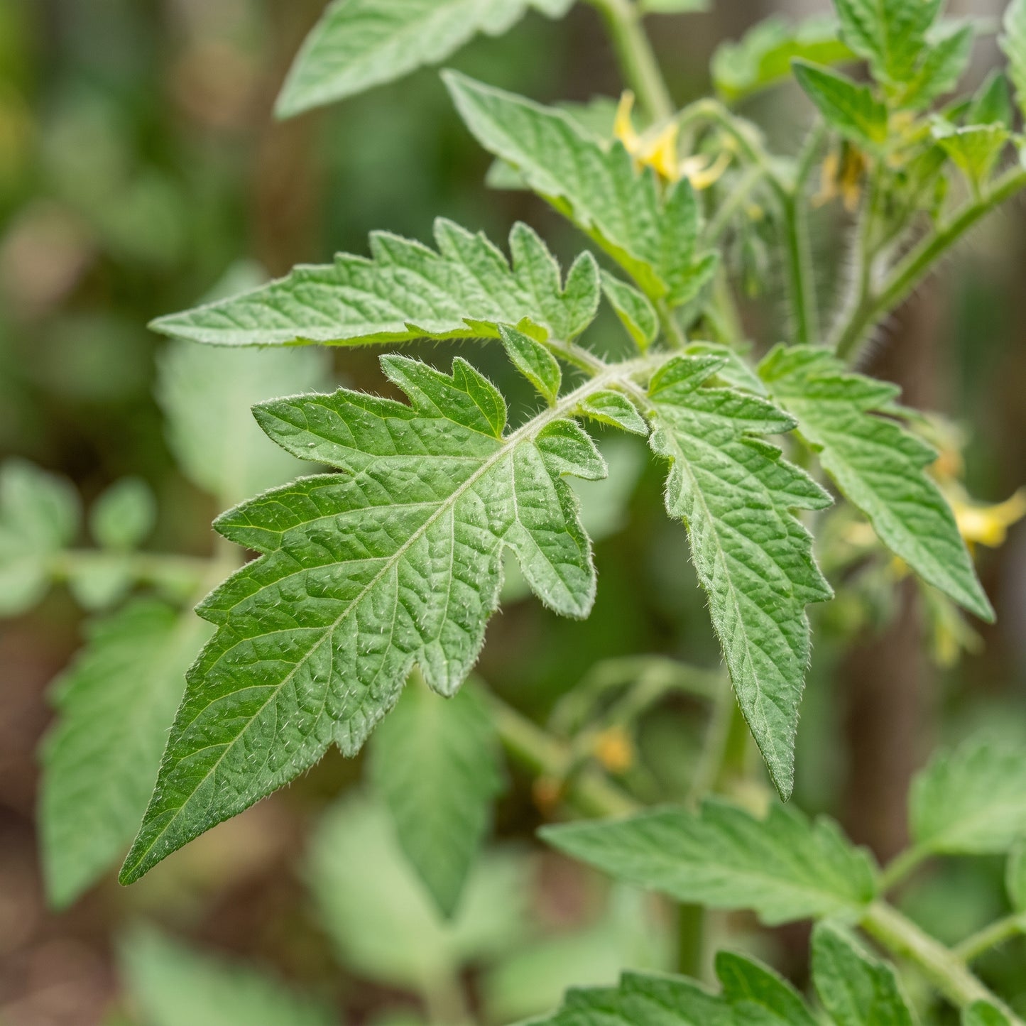 Tomato Orangeto Seeds for Planting