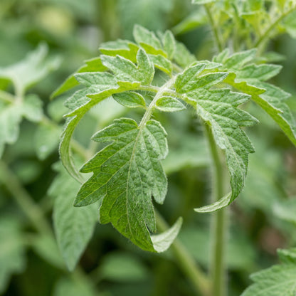 Oxheart Tomato Seeds for Planting