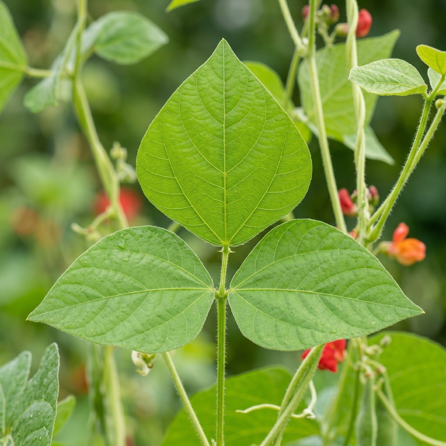 Painted Lady Improved Runner Bean Seeds