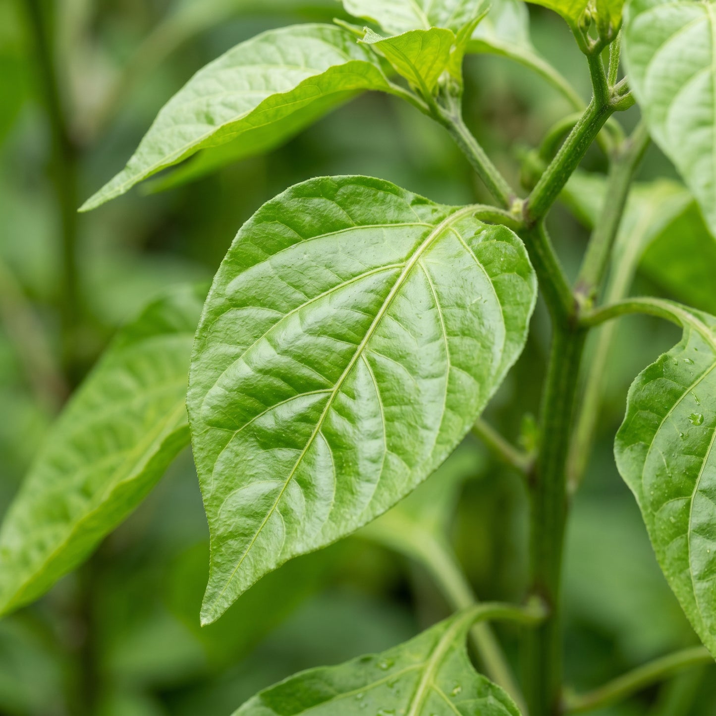 Chilli Paper Lantern Seeds for Planting