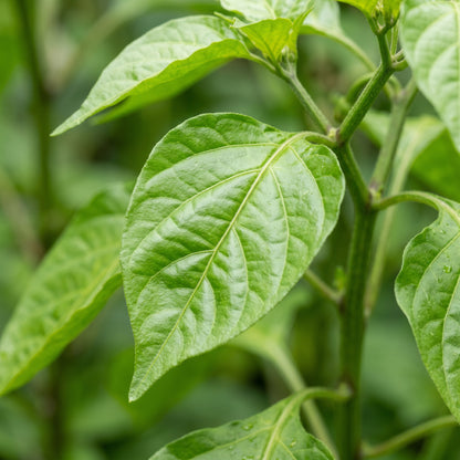 Chilli Paper Lantern Seeds for Planting