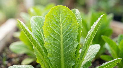 Paris Island Cos Lettuce Seeds for Home Garden