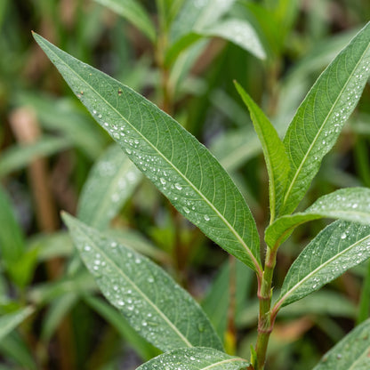 Pennsylvania Smartweed Seeds for Garden Planting