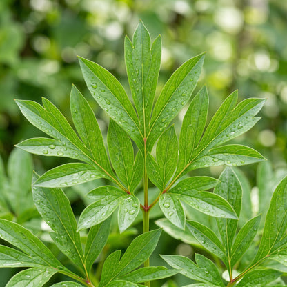 Peony Lactiflora Seeds – Long Stem Flower Plant