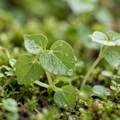 Peperomia Pellucida Herb Seeds