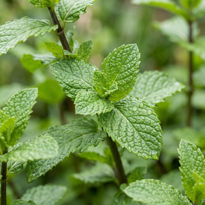 Peppermint Herb Seeds for Containers
