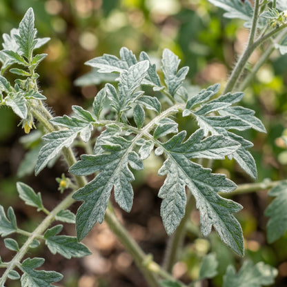 Tomato Peruvianum Seeds for Planting