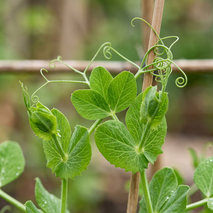 Petit Pois Vegetable Seeds for Planting