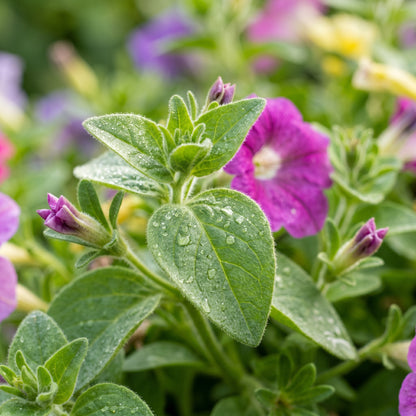 Petunia Seeds (Petunia grandiflora) – Mixed Rainbow Grandiflora Flower Seeds