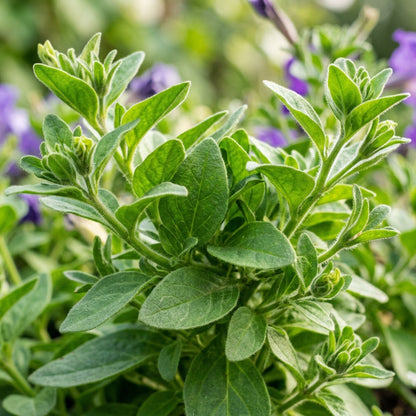 Petunia Merlin Series Blue F1 Seeds – Vibrant Blue Blooms