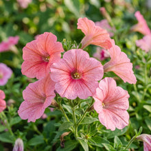 Petunia Hybrida Multiflora Ingrid F1 Seeds