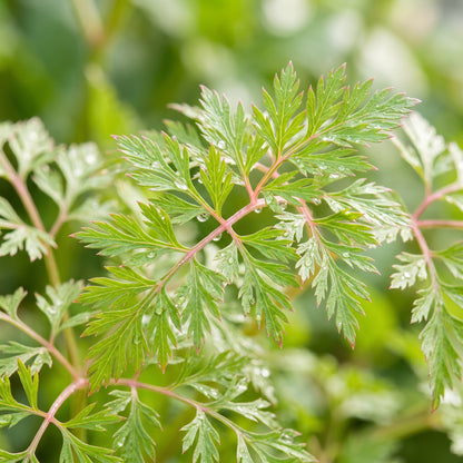 Pink Chinese Celery Herb Seeds