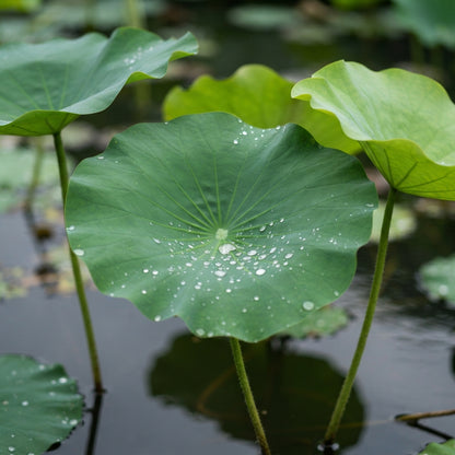Nelumbo Nucifera Lotus Pink Water Plant Seeds - Lotus Flower Seeds for Garden