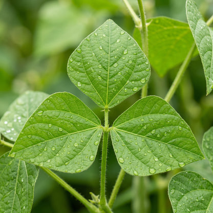 Pinto Bean Seeds – Garden Dry Bean Plant