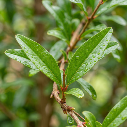 Pomegranate Tree Seeds (Punica granatum) – Pomegranate Fruit Tree Seeds