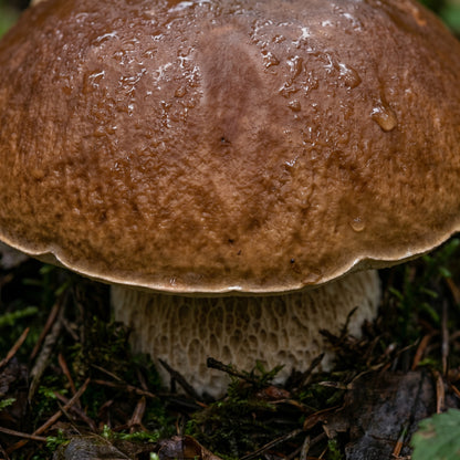 Porcini Mushroom Spores (Boletus edulis) – King Bolete Mushroom Spawn