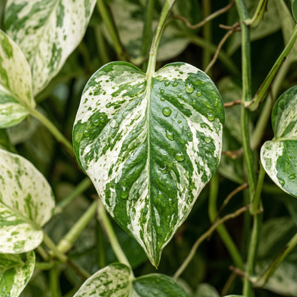 Pothos White & Green Variegated Plant – Indoor Foliage Plant