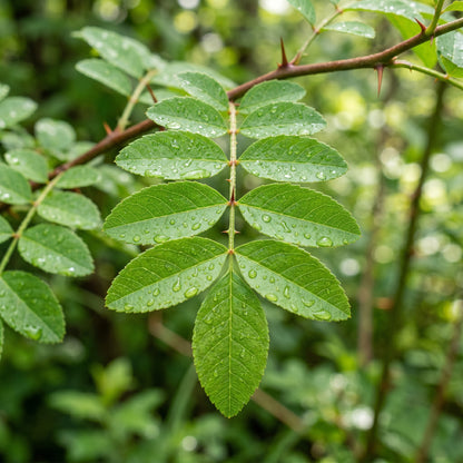 Prickly Ash Tree Seeds for Outdoor Planting - Hardy Deciduous Tree Seeds for Landscape & Garden Growing
