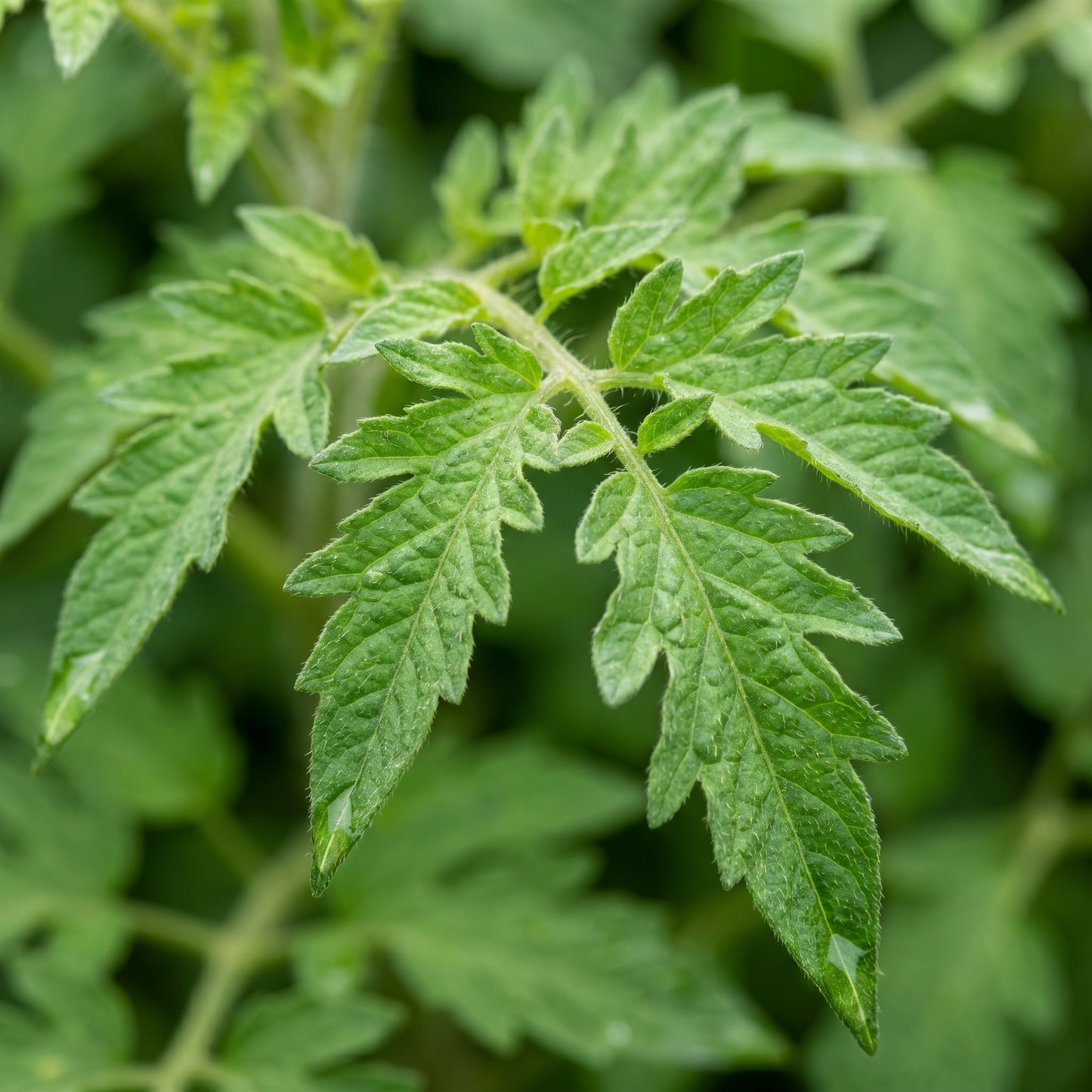 Principe Borghese Tomato Seeds for Planting