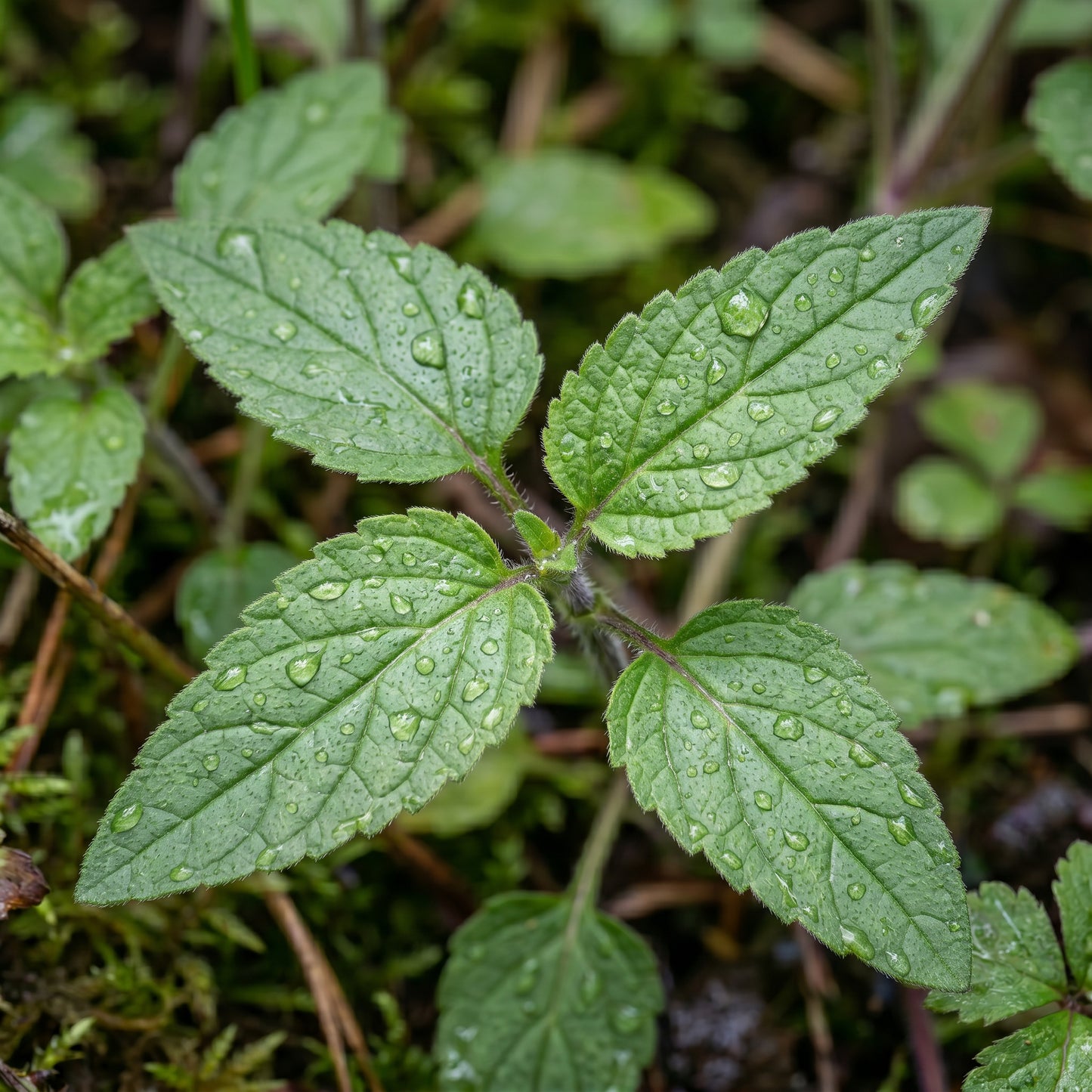 Prunella Vulgaris Herb Seeds