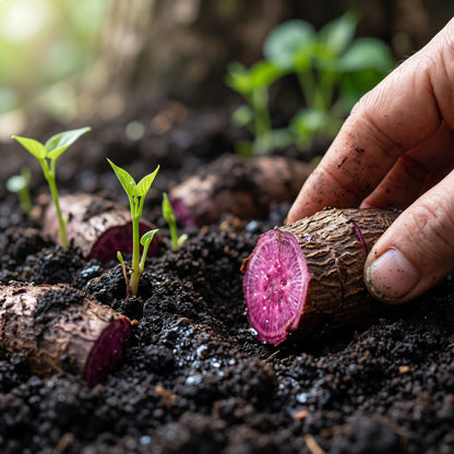 Purple Yam Seeds (Dioscorea alata) – Purple Yam Vegetable Seeds
