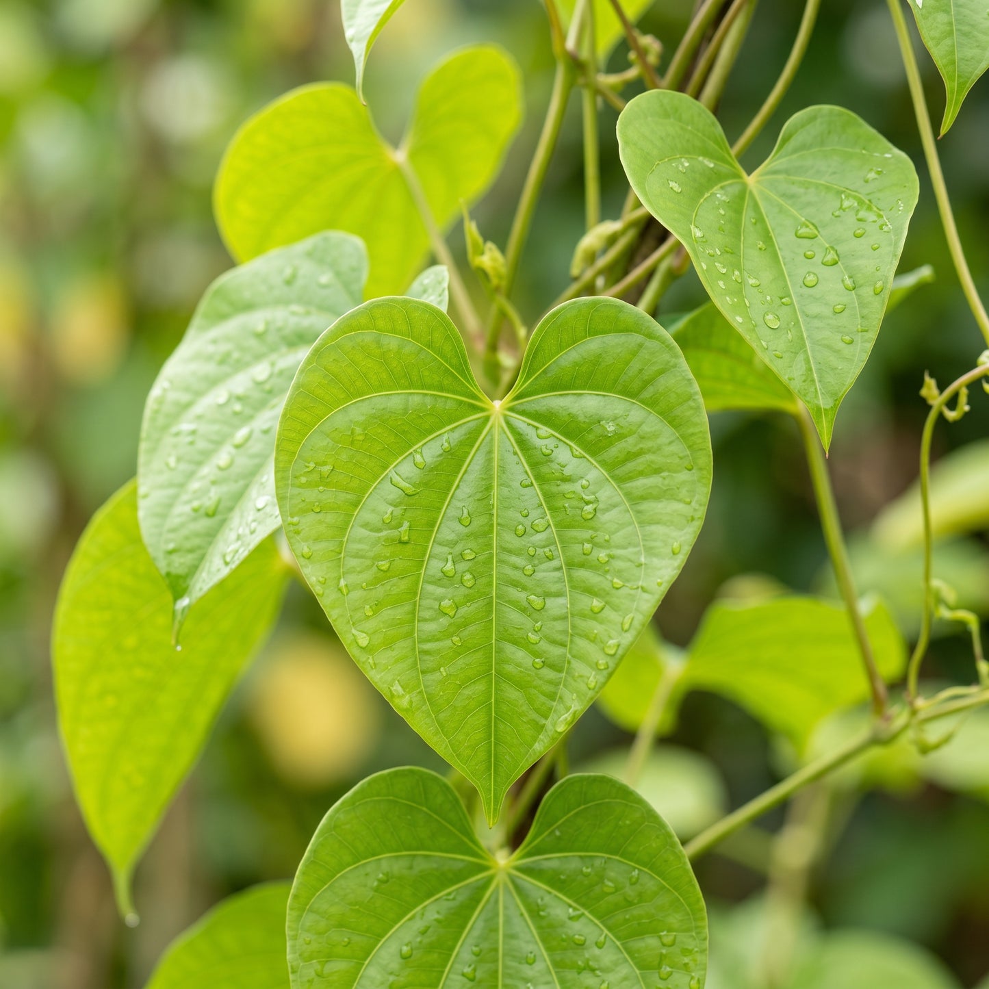 Purple Yam Seeds (Dioscorea alata) – Purple Yam Vegetable Seeds