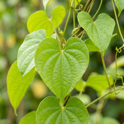 Purple Yam Seeds (Dioscorea alata) – Purple Yam Vegetable Seeds