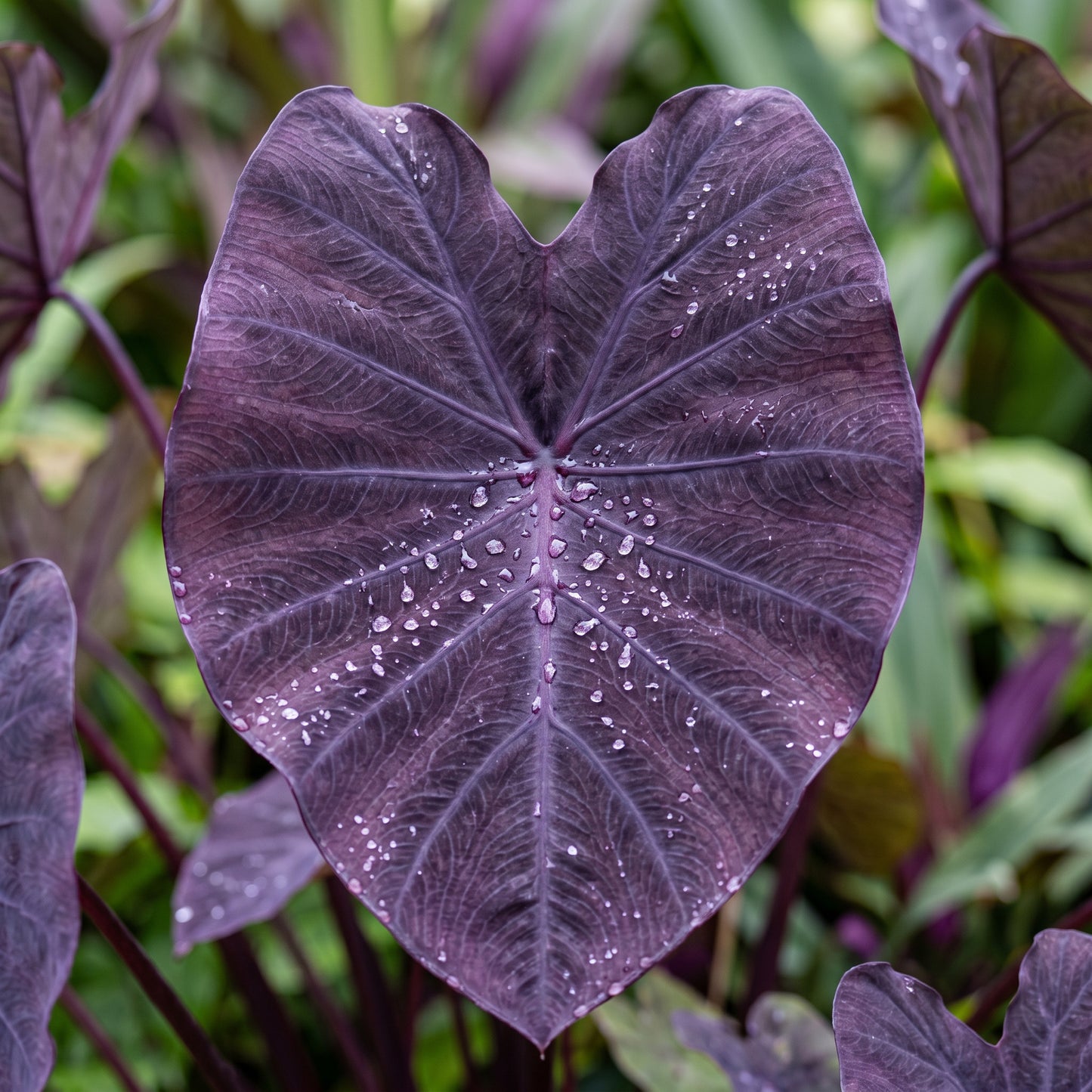Purple Colocasia Seeds – Elephant Ear Tropical Plant