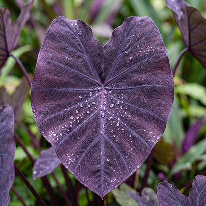 Purple Colocasia Seeds – Elephant Ear Tropical Plant
