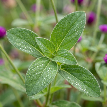 Purple Globe Amaranth Seeds – Gomphrena Flower Plant