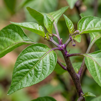 Chilli Pepper Purple UFO Seeds for Planting
