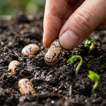 Purple King Seeds for Planting