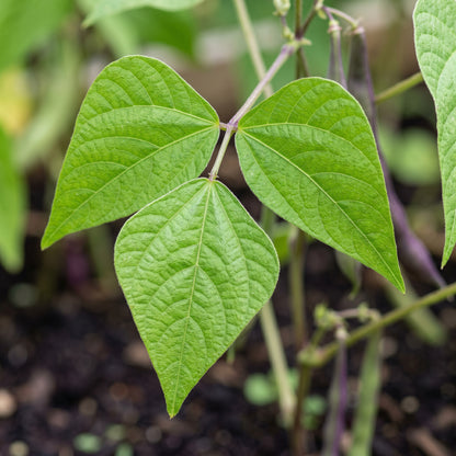 Purple King Seeds for Planting
