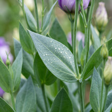 Purple Lisianthus Flower Seeds - Garden Flowering Plant
