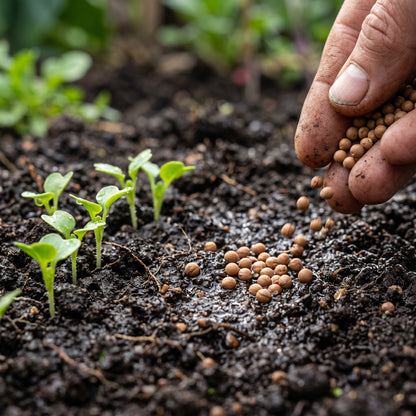 Knol Khol White Desi Vegetable Seeds for Planting
