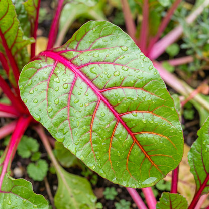 Rainbow Beet Seeds – Mixed Color Beetroot Vegetable Seeds